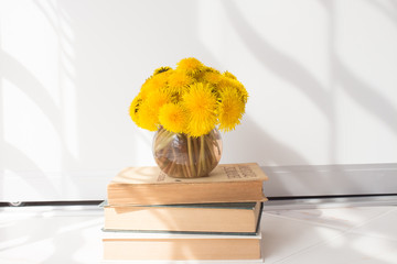  a bouquet of dandelions in a vase in a cozy white room. home spending time concept.
