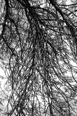 Obraz premium trees in the park against the blue sky