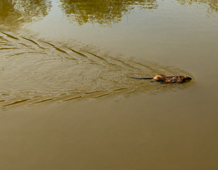 red muskrat swimming in a park pond