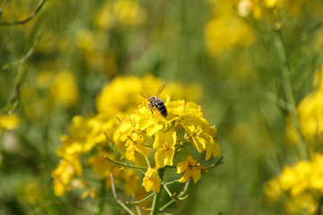 yellow rapeseed flower with a bee in spring