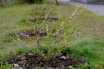 spring gardening concept,  gooseberry  bush with early leaves planted in the ground