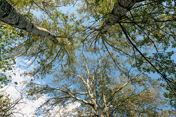 trees in the park against the blue sky