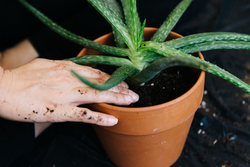 a woman is changing flowerpot of Aloe Vera plant. She is doing indoor plants as a hobby. Only hands and selective focus
