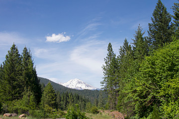 Fototapeta na wymiar The snow-covered peak of Mount Shasta behind evergreen trees and a blue sky landscape Royalty free stock photo