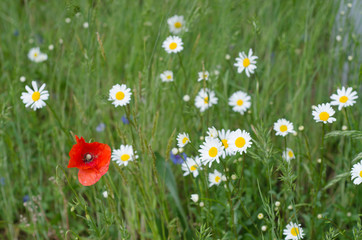 grass and flowers