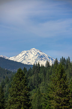 The snow-covered peak of Mount Shasta behind evergreen trees and a blue sky vertical for 8x12 layouts  Royalty free stock photo