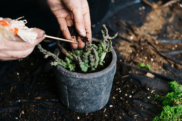 a woman is changing flowerpot of succulent. She is doing indoor plants as a hobby. Only hands and selective focus