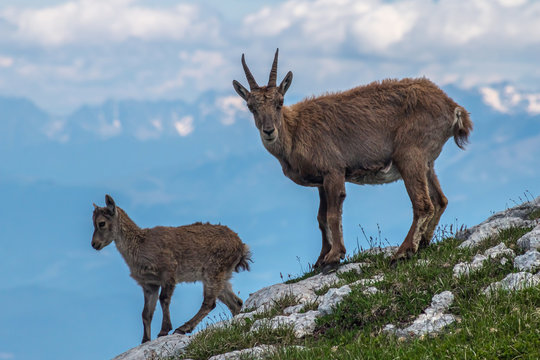 Bouquetin femelle et son cabri , dans les Alpes , Massif du Vercors