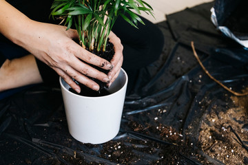 a woman is changing flowerpot of a plant. She is doing indoor plants as a hobby. Only hands and selective focus	