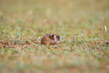 The steppe polecat (Mustela eversmani ) in it's natural habitat