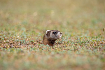 The steppe polecat (Mustela eversmani ) in it's natural habitat