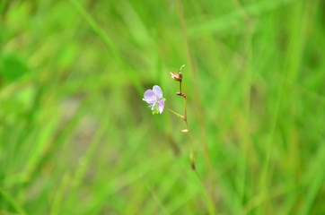 Thailand nature