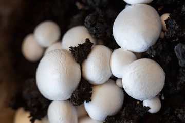 Button mushrooms in the ground