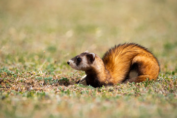 The steppe polecat (Mustela eversmani ) in it's natural habitat