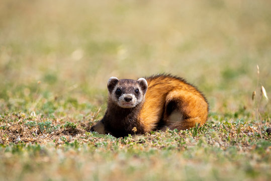 The steppe polecat (Mustela eversmani ) in it's natural habitat