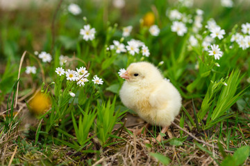 Chicken and egg. Growing chickens on farms and in the private economy to provide themselves with products. Organic food. Occupation for the soul.