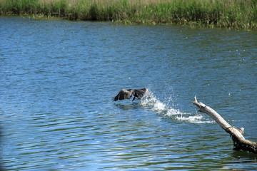 Fototapeta premium Black heron taking off from the surface of the river