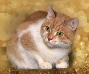 ginger and white cat