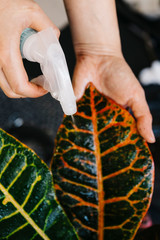 a woman is changing flowerpot of a plant. She is doing indoor plants as a hobby. Only hands and selective focus	