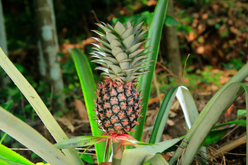 Fresh sweet tropical pineapple on the tree