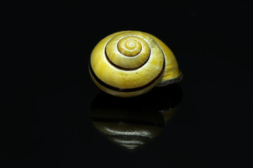Yellow snail shell on a black background