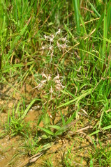 Thailand nature