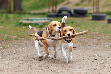 two beagle dogs play with a wooden stick and run - obrazy, fototapety, plakaty