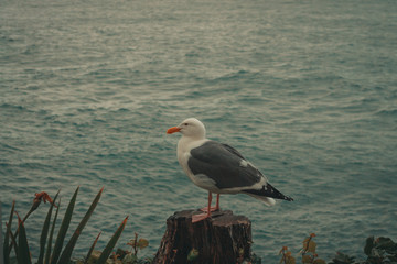 seagull on a rock