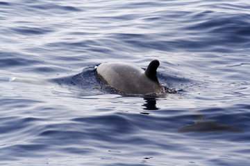  Dolphins at the Los Gigantes Cliffs in Tenerife © moniadk