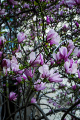 pink magnolia tree