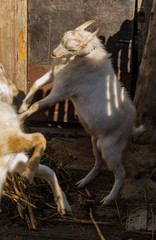 The Saanen, is a Swiss breed of domestic goat. Two white male goats are fighting. Relationships among animals. Identifying the hierarchy in the herd. Breeding and growing pets.