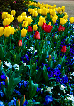 colorful tulips in the garden