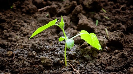 Drops of water falling on a small green sprout. Water the plant, care for harvest. To grow vegetables. To support the beginning of life.