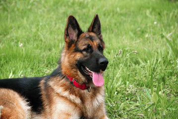 La mirada de pastor alemán, mirando, vigilando , en calma y en guardia.