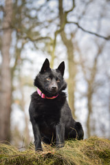 Young female of schipperke is sitting in nature. She is so patient model, she loves it.