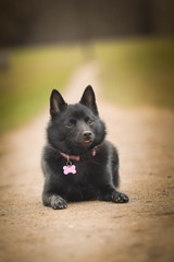 puppy of schipperke, who is lying in meadow. She is so happy and crazy dog.