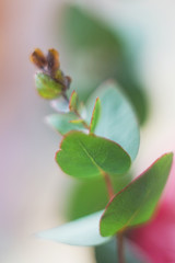 Close up of green eucalyptus and pink ranunculus