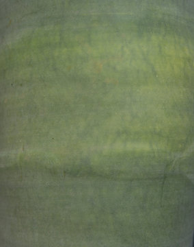 agave