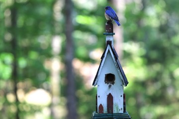 Bluebird sitting on top of Birdhouse
