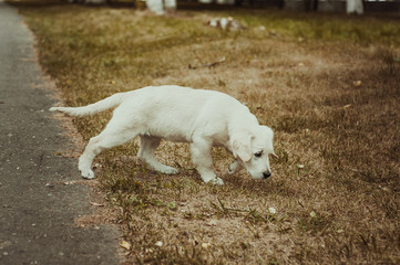 Fototapeta premium A dog's life