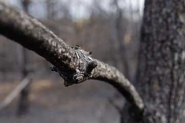 Burned forest and tree