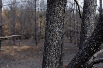 Fototapeta premium Burned forest and tree
