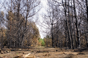 Burned forest and tree