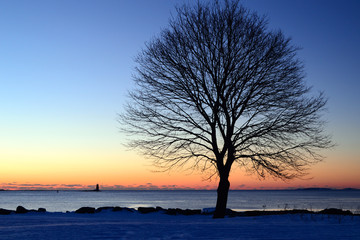 A winter sunrise renders a bare tree into silhouette on Grand Island, New Hampshire