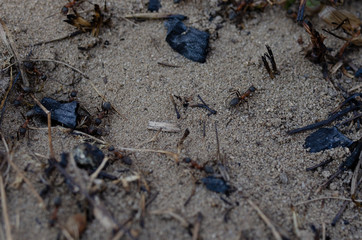 earth after firewood