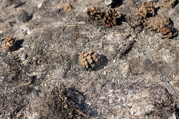 earth after firewood