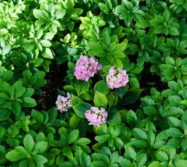 pink and white flowers