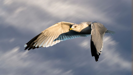 flying seagull in flight