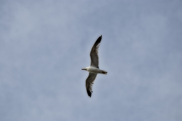 Fototapeta na wymiar wing spread flying seagull bird in sky. background. copy space