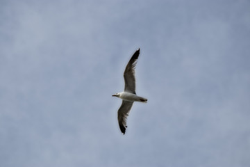 wing spread flying seagull bird in sky. background. copy space